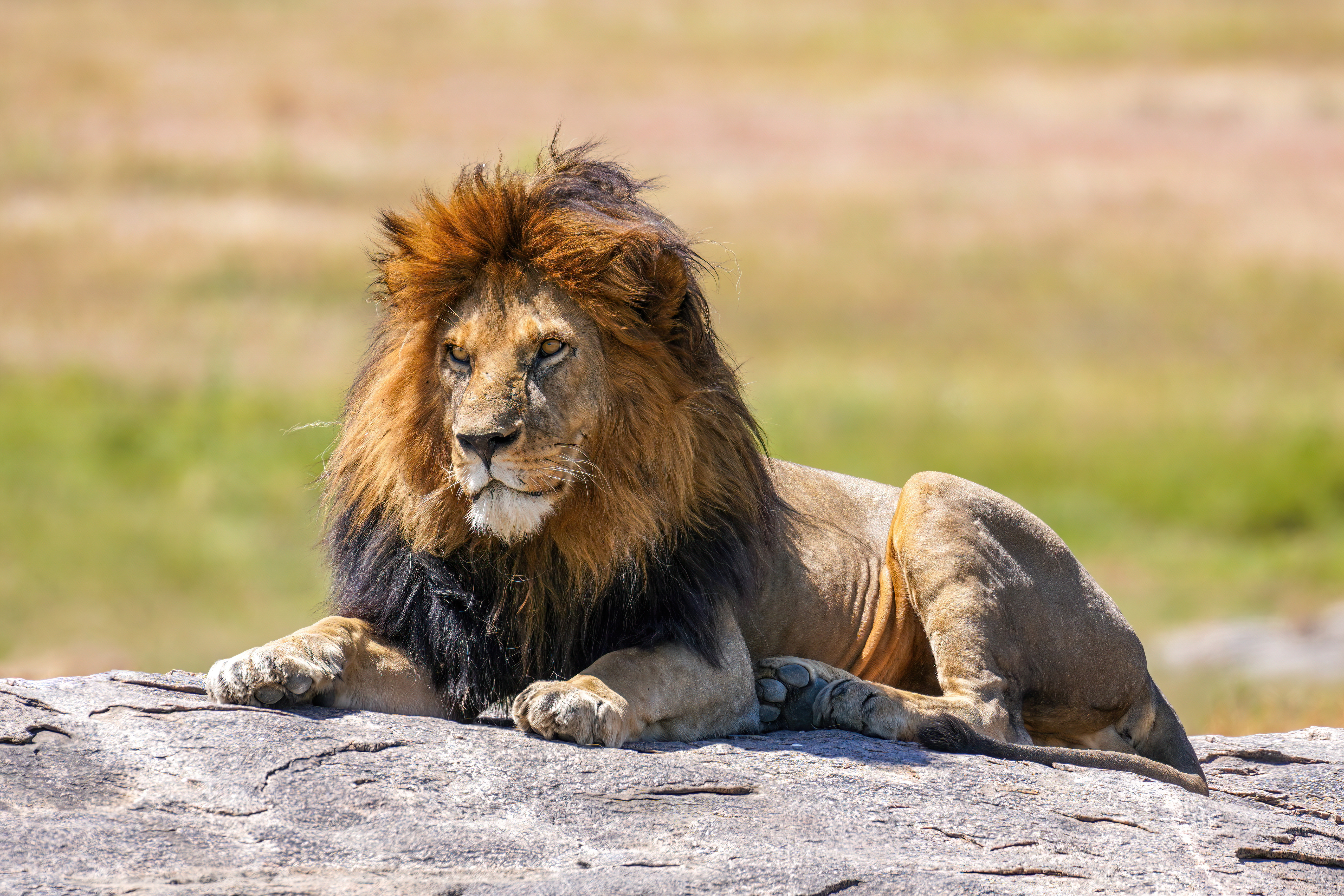 Behind the Lens: Safari Photography Tips