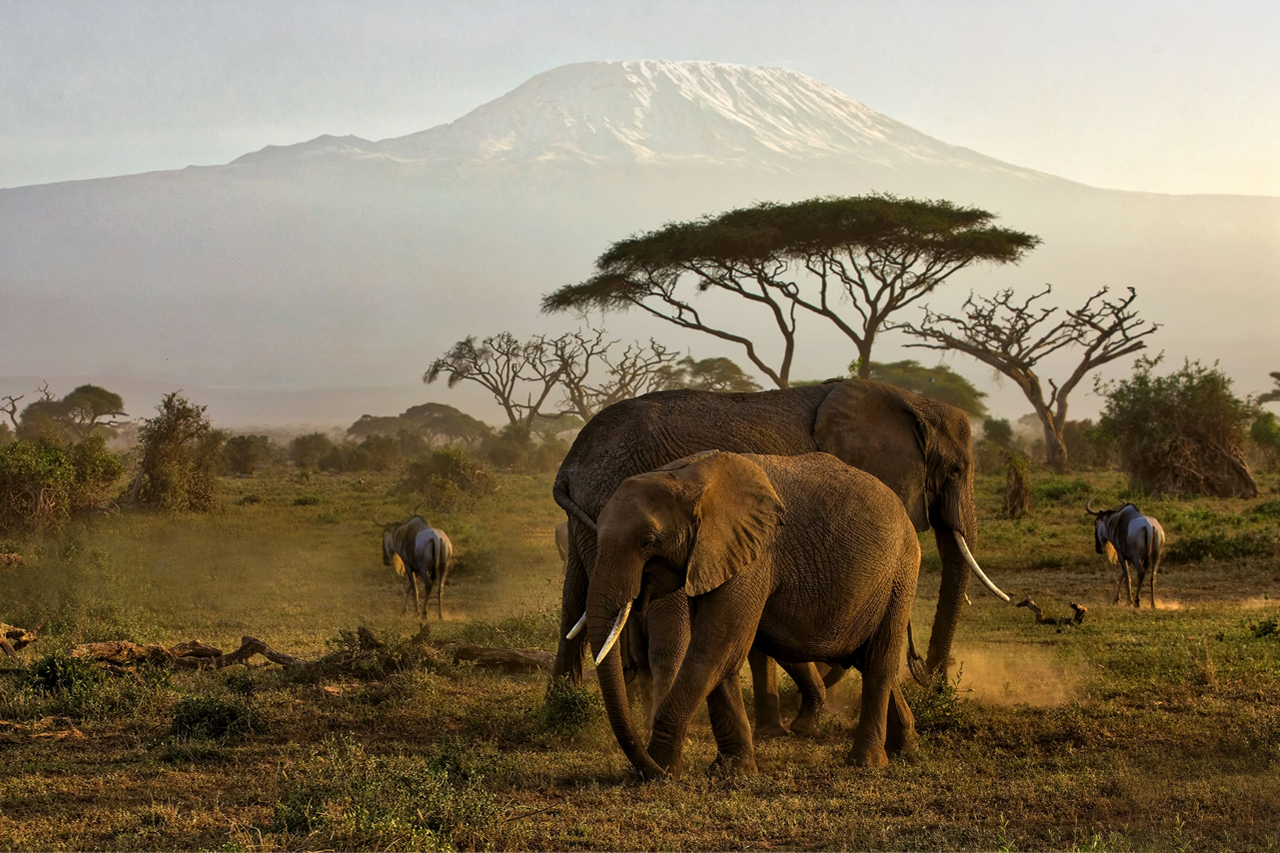 Wildlife
