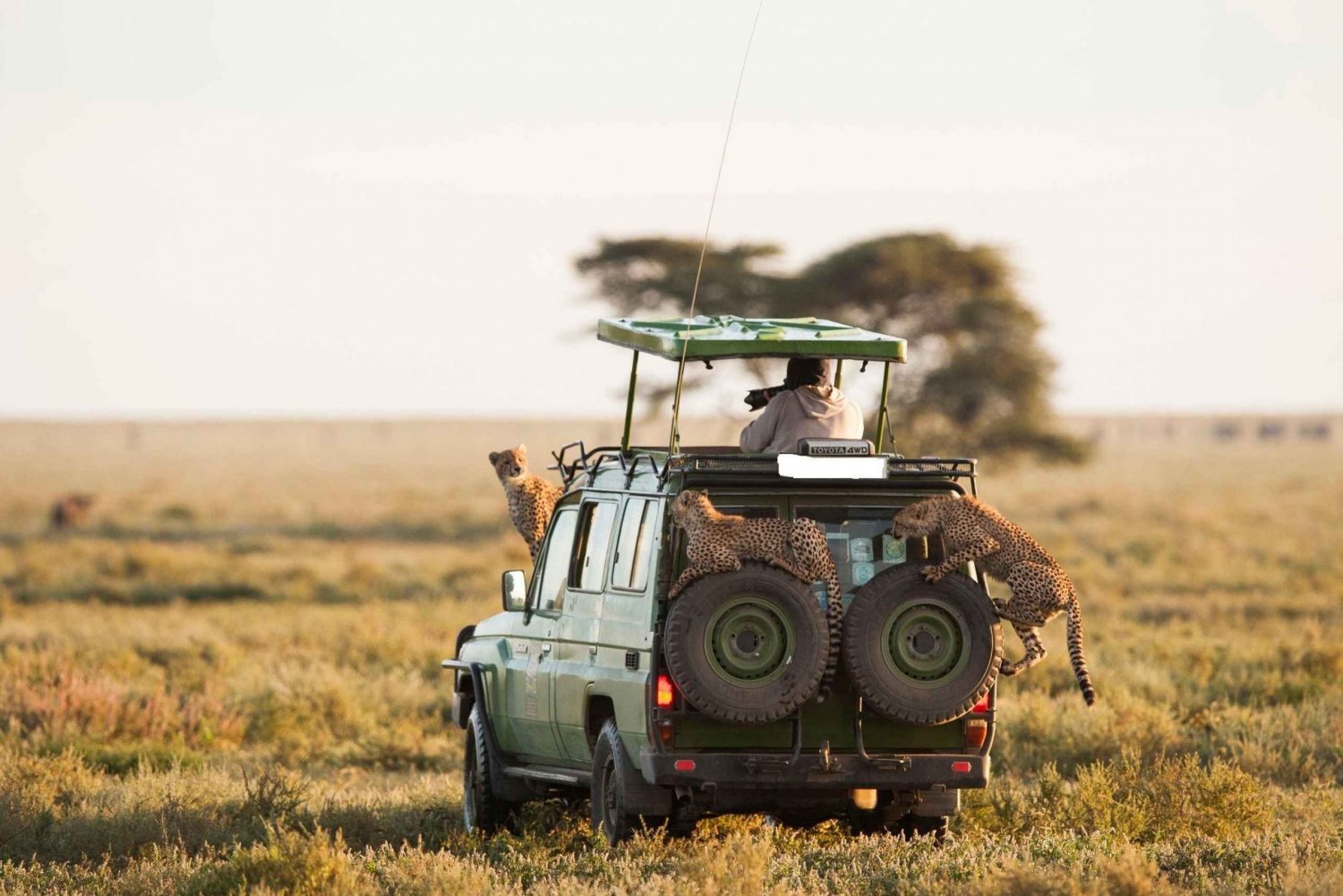 5-Day Maasai Mara & Amboseli Safari Special