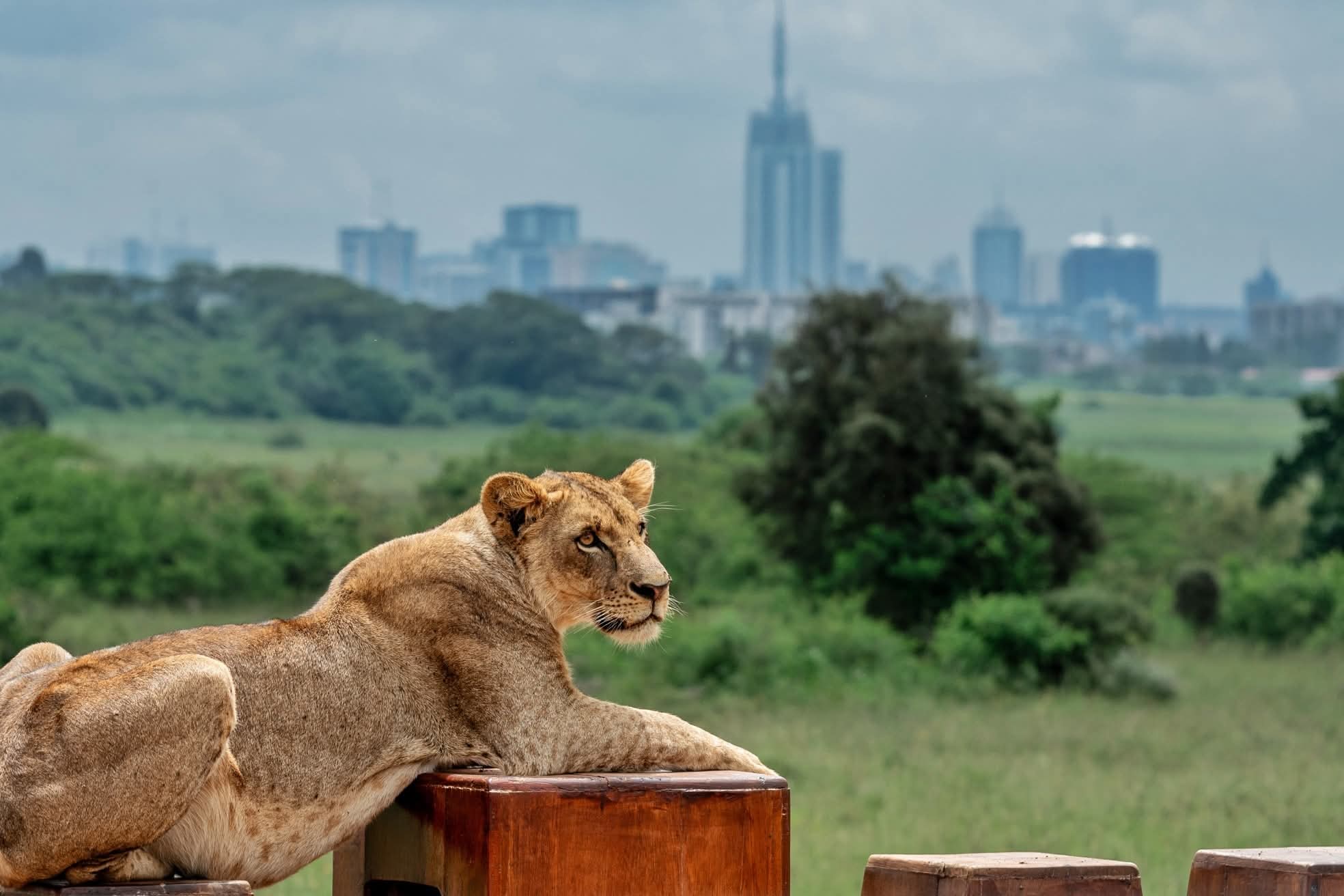 Nairobi National Park One-Day Safari